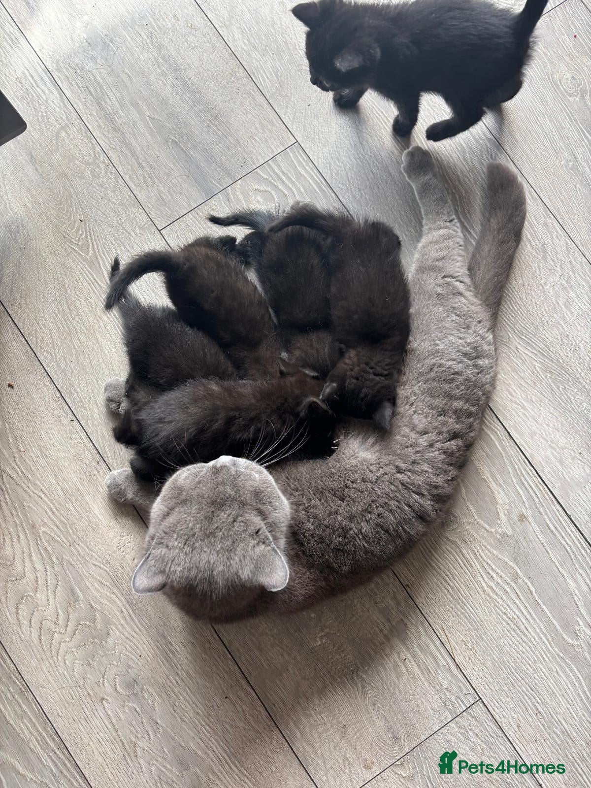 British Shorthair cats 6 Beautiful black kittens (British Shorthair Mix) - Advert 1