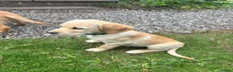 Goldador dogs for sale: Golden retriever Labrador cross  in Glasgow - Advert 20