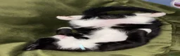 Mixed Breed cats for sale: Miss and her beautiful babies   - Advert 6