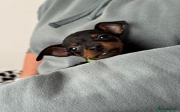 Miniature Pinscher dogs for sale: Not KC Reg Miniature Pincher Girl - Image 16