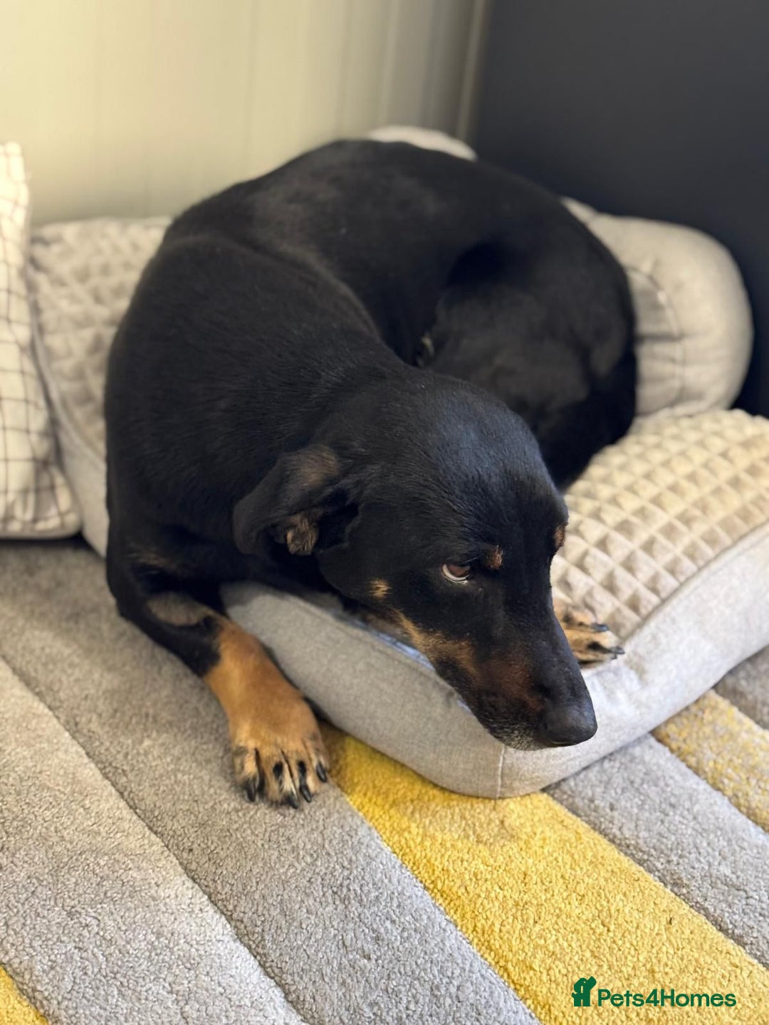 Mixed Breed dogs for adoption: Beautiful Ember looking for love - Advert 8