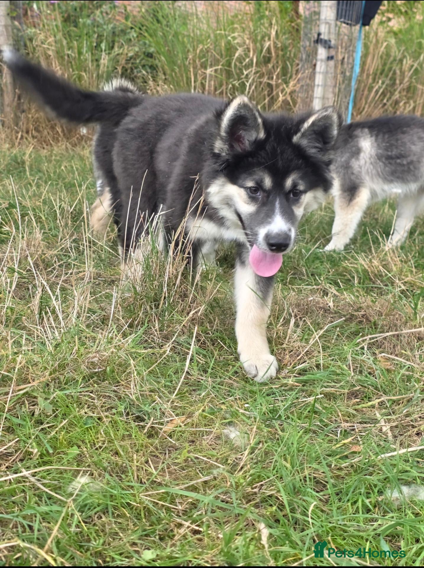 Siberian Husky dogs PLEASE READ THE DESCRIPTION CAREFULLY. - Advert 2