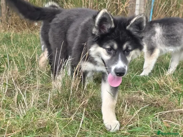 Siberian Husky dogs for sale: PLEASE READ THE DESCRIPTION CAREFULLY. - Advert 2