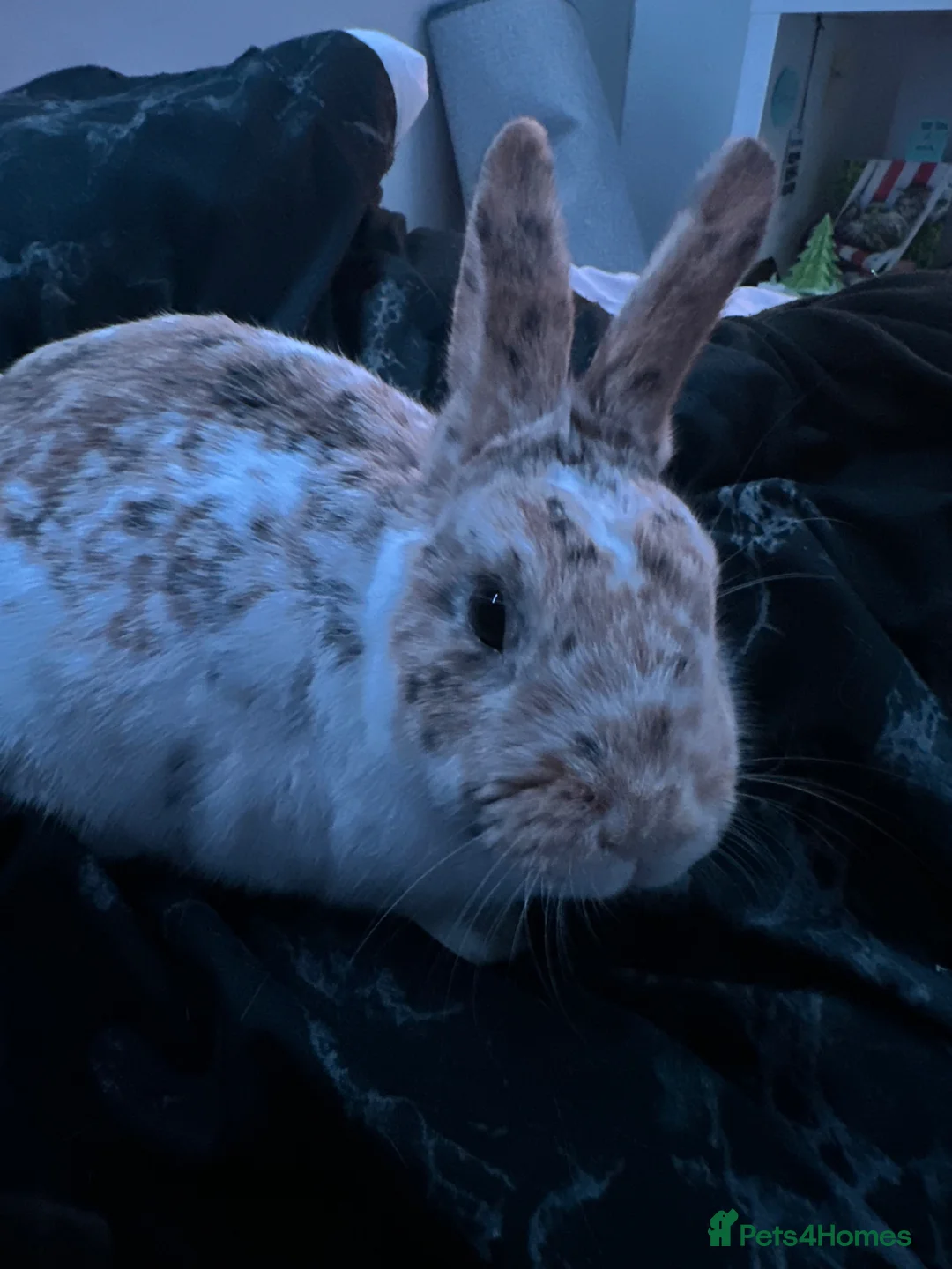 Mixed Breed rabbits for sale: Two bonded male and female indoor rabbits in Leeds - Advert 10