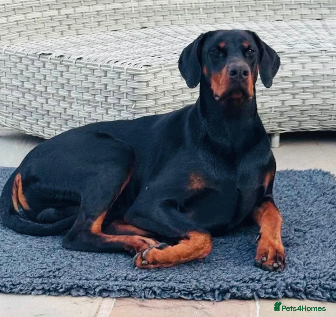 Dobermann dogs for sale: 1YO Male - FULLY HEALTH & HEART TESTED PARENTS in Whitland - Advert 6