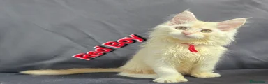 Maine Coon Kitten 1