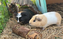 Guinea Pig rodents for sale: Guinea pigs bubble and squeak  - Image 2