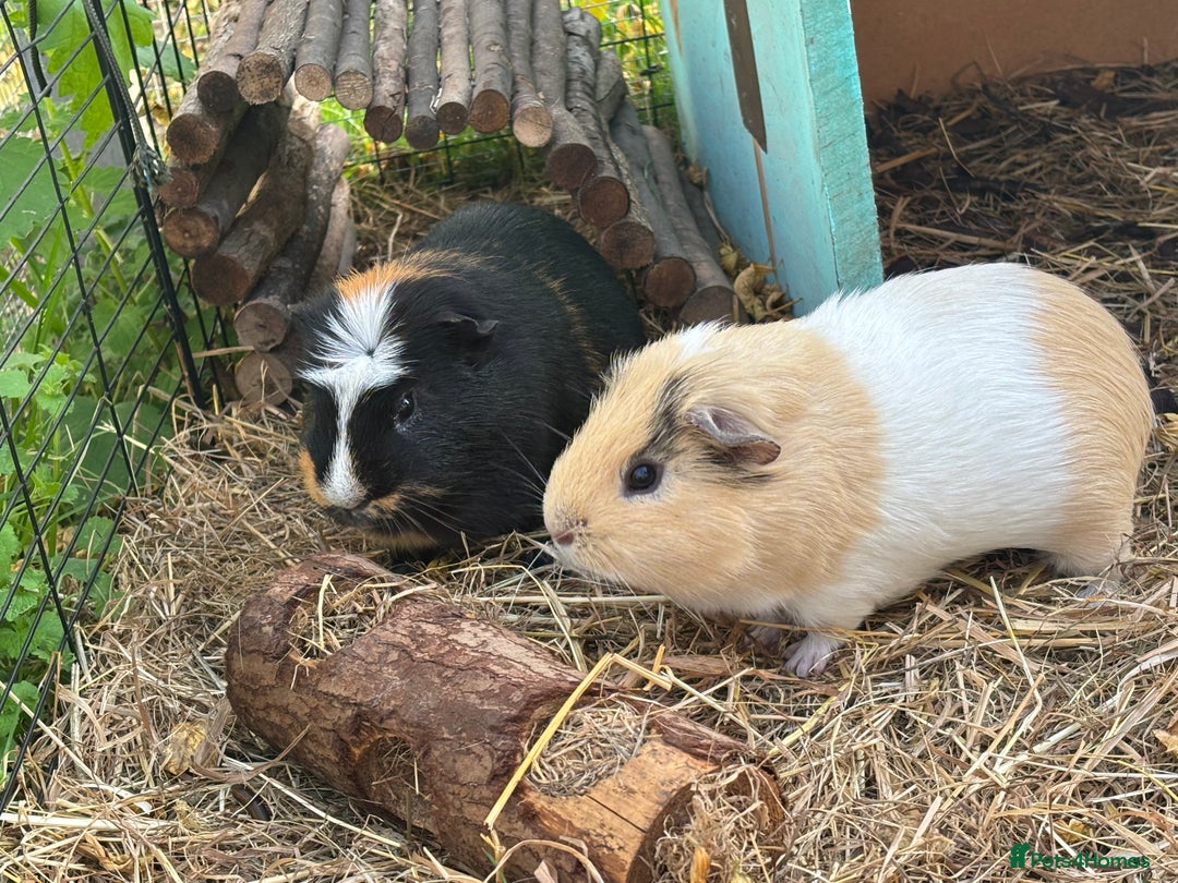 Guinea Pig rodents for sale: Guinea pigs bubble and squeak  - Image 2