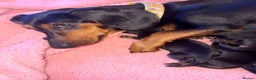 Dachshund dogs for sale: Dachshund for sale  - Advert 1