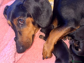 Dachshund dogs Dachshund for sale - Advert 2