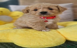 Mixed Breed dogs for sale: Maltipoo puppies  - Image 9