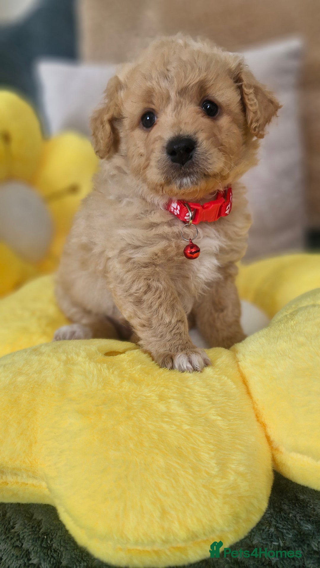 Mixed Breed dogs for sale: Maltipoo puppies  - Image 9