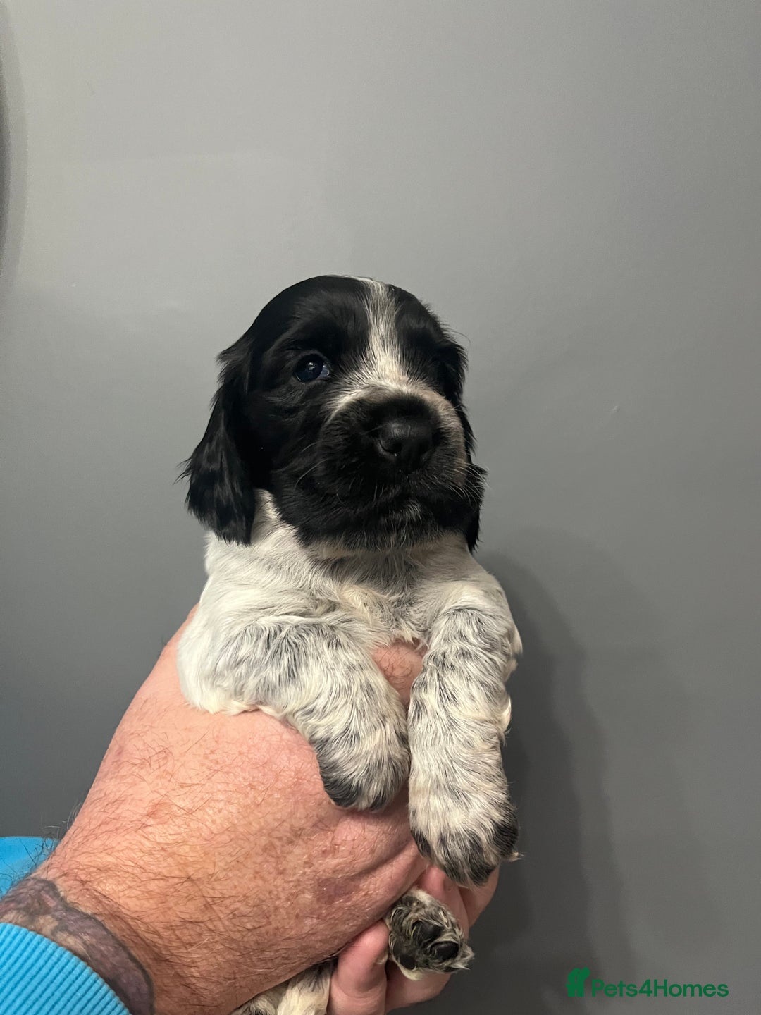 Sprocker dogs for sale: CHUNKY 5* SPROCKER PUPS - Advert 2