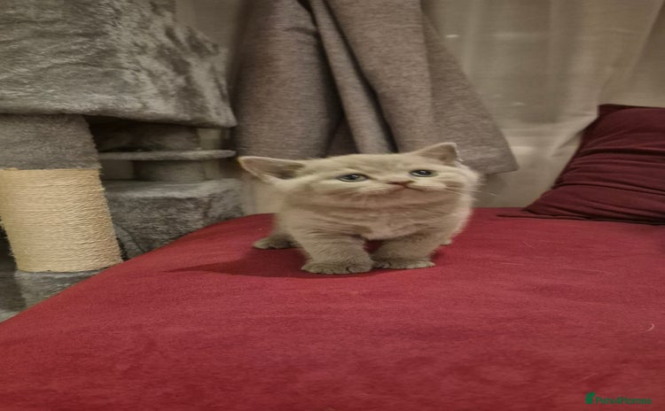 Scottish Fold cats - Advert 14