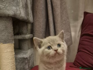 Scottish Fold cats - Advert 24