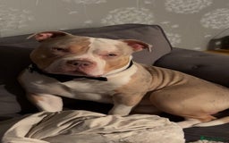 American Bully dogs for stud: Tri Merle American bully  - Image 2