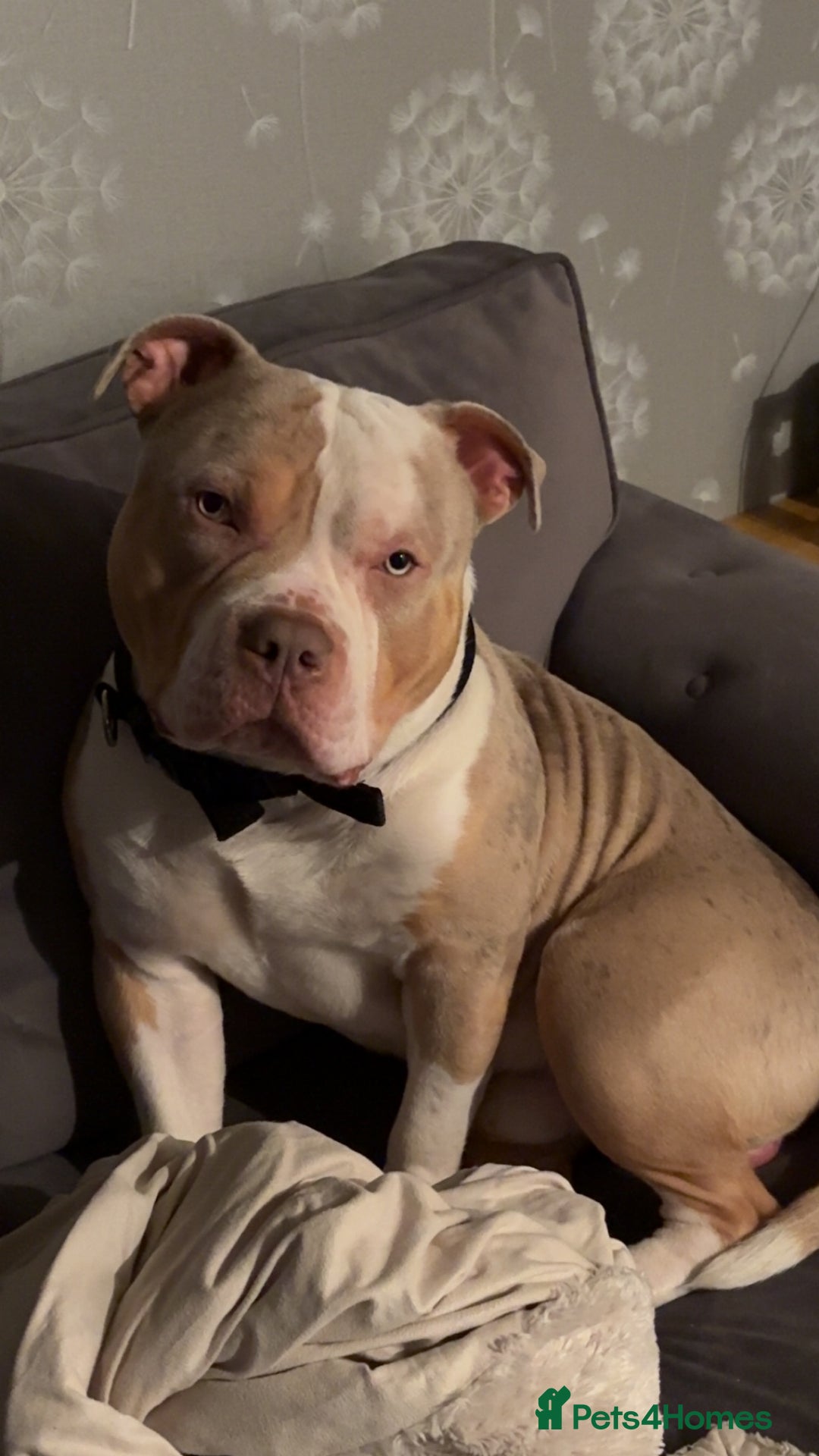 American Bully dogs for stud: Tri Merle American bully  - Image 2