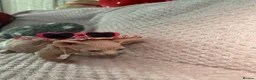 Sphynx cats for sale: Bambino Sphynx kittens  - Advert 17
