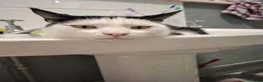 Domino