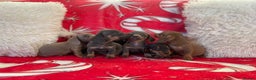 Dachshund dogs for sale: Beautiful Dachunds ready from 23rd December  - Advert 7