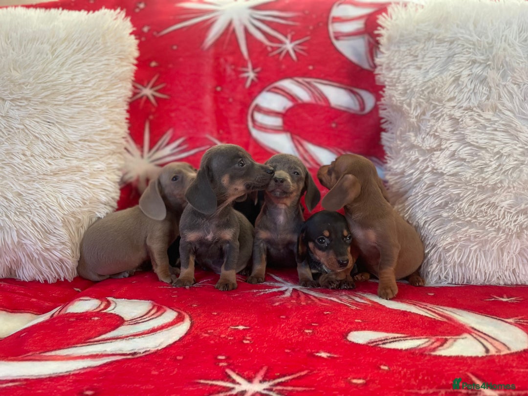 Dachshund dogs for sale: Beautiful Dachunds ready from 23rd December  - Advert 7