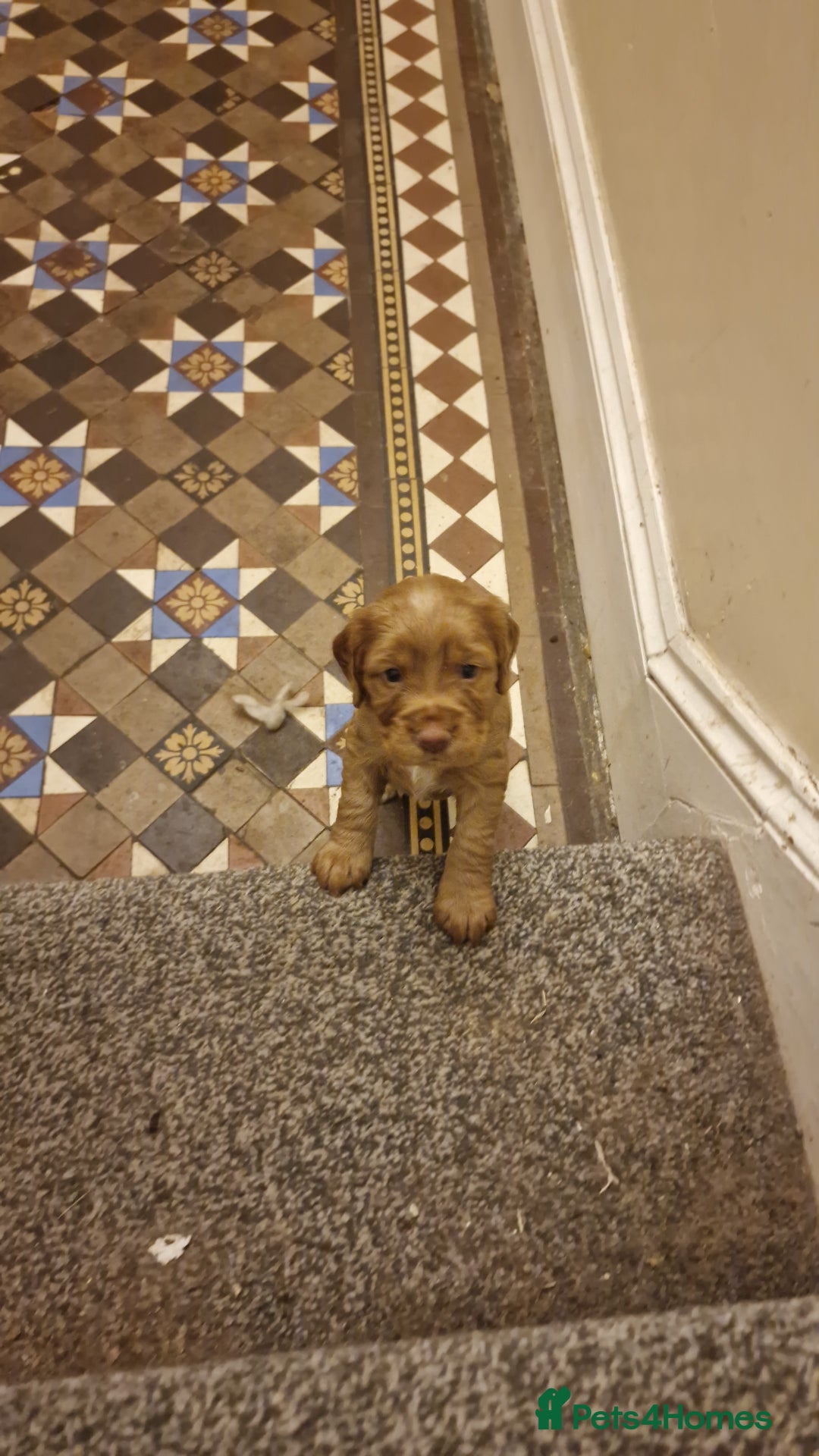 Cocker Spaniel dogs for sale: Cocker spaniel puppies - Image 13