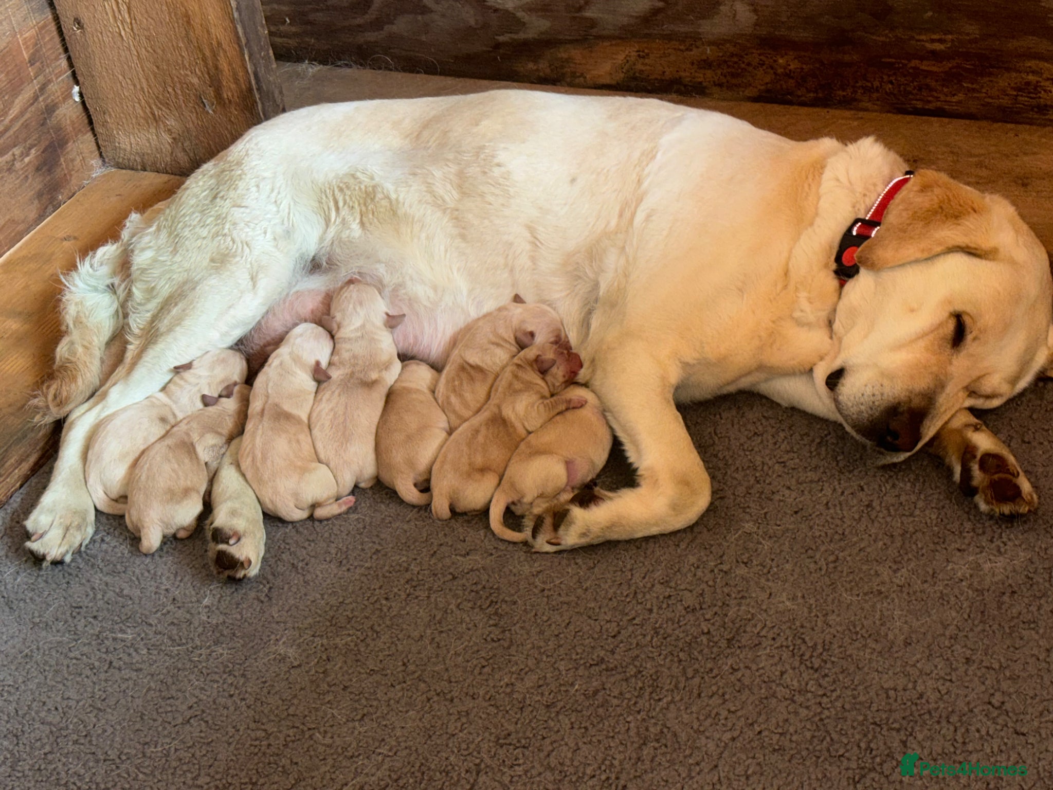 Labrador Retriever dogs for sale: Golden&Cream Kc registered Labrador Retrievers  - Advert 17