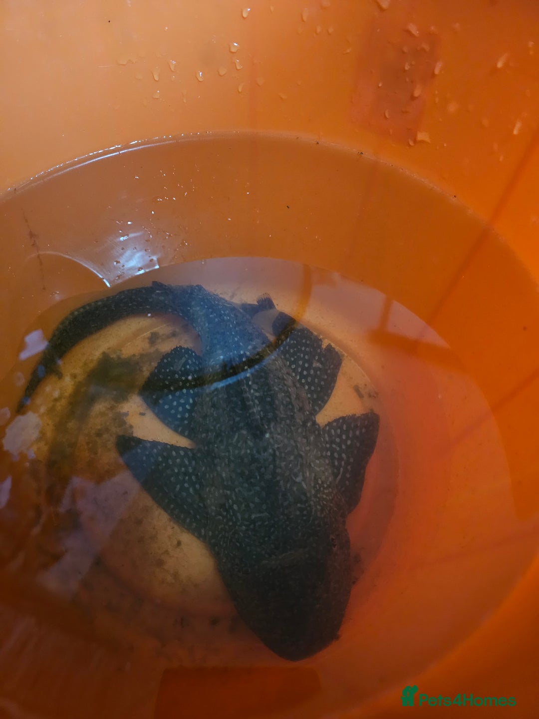 Plecos fish for sale: Sail Fin Pleco & Clown Roach - Advert 2