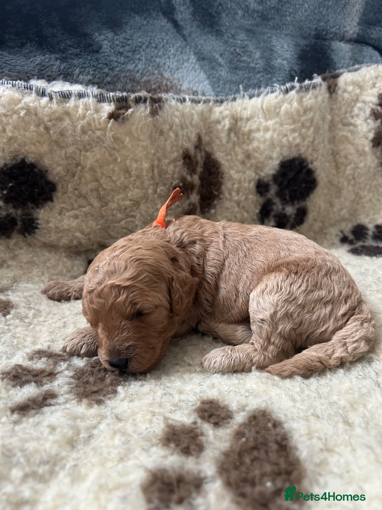 Miniature Poodle dogs Stunning miniature poodle for sale!!! KC reg. - Advert 7