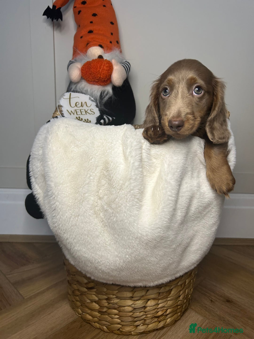 Miniature Dachshund dogs for sale: 🤍🐾 STUNNING DAPPLE BOY READY TO GO 🐾🤍 - Image 13