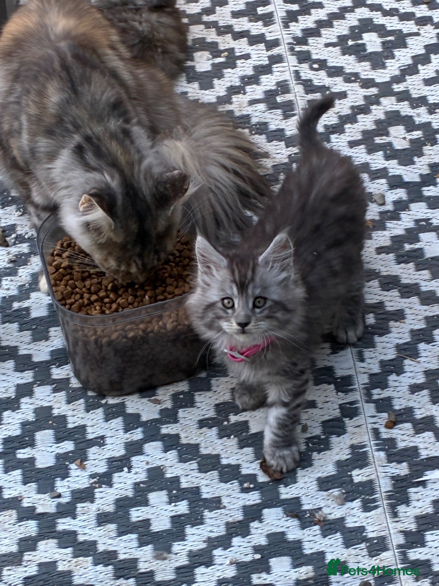 Maine Coon cats Maine coon kittens  - Advert 9
