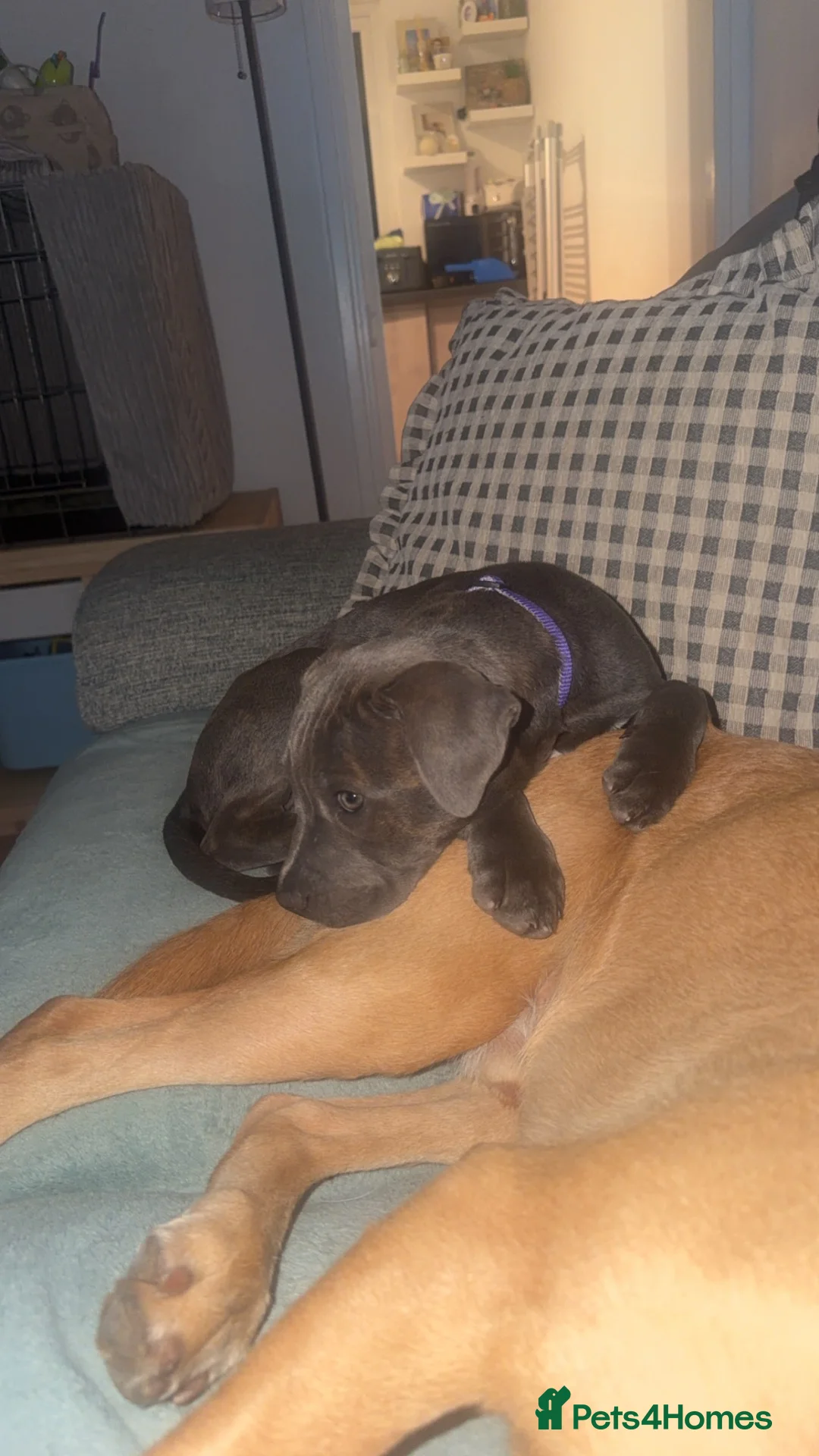 Staffordshire Bull Terrier dogs for sale: 14 week old female blue brindle staffy x puppy - Advert 6