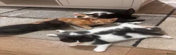 Mixed Breed cats for sale: 4 beautiful family kittens ready to leave now  - Advert 11