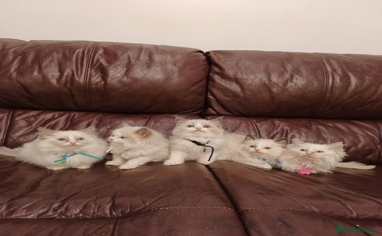 Ragdoll cats Two litters of Ragdoll kittens for sale - Advert 2