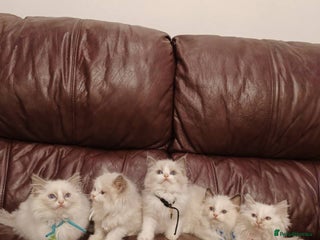 Ragdoll cats Two litters of Ragdoll kittens for sale - Advert 18