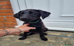 Labrador Retriever dogs for sale: Lovable, Quality KC black labradors  - Image 4