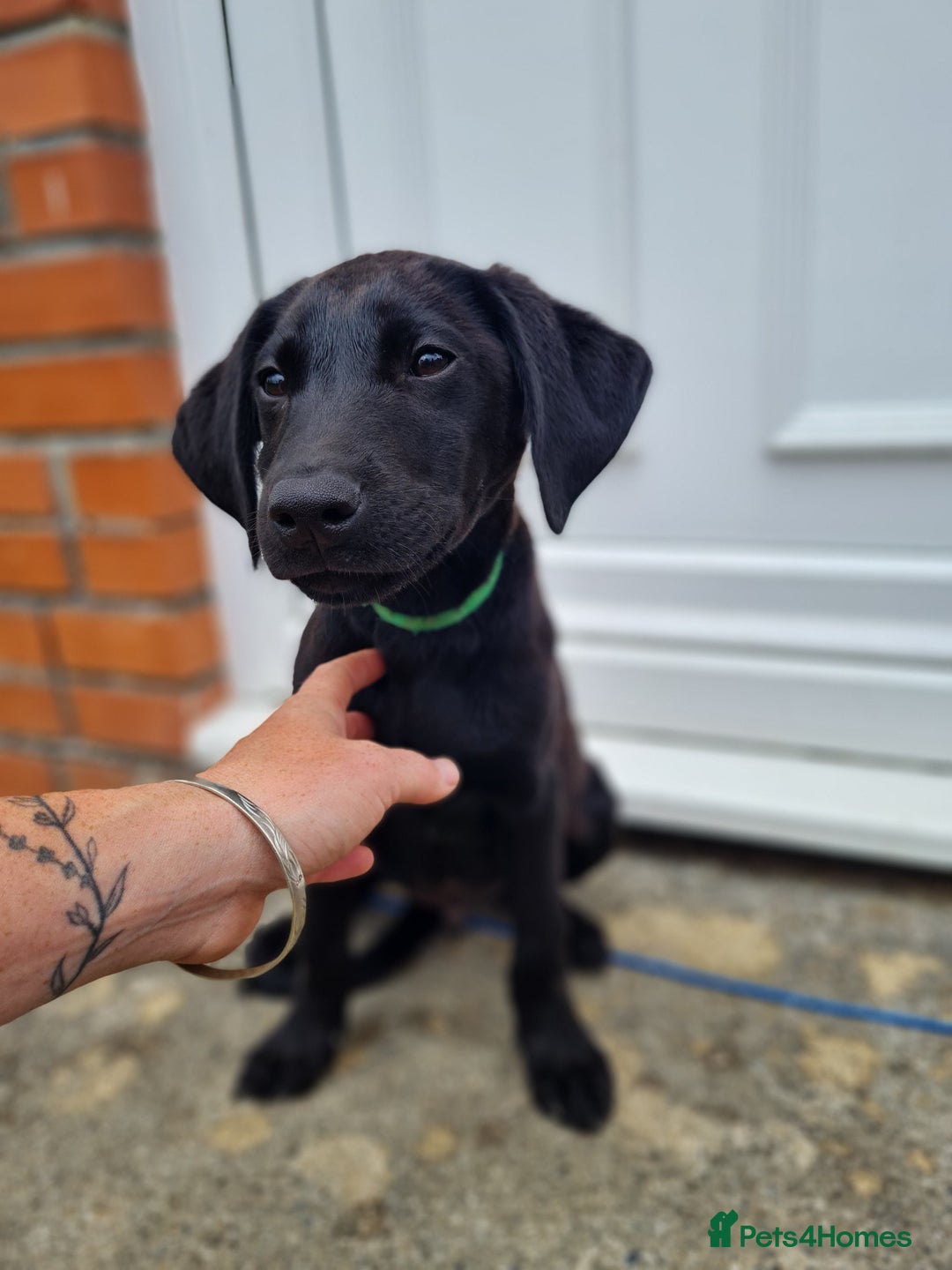 Labrador Retriever dogs for sale: Lovable, Quality KC black labradors  - Image 4