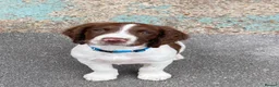 English Springer Spaniel dogs for sale: 16 week springer  - Advert 2