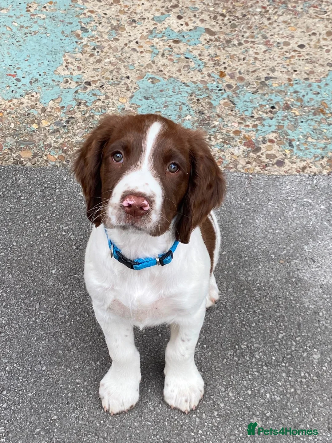 English Springer Spaniel dogs for sale: 16 week springer  - Advert 2