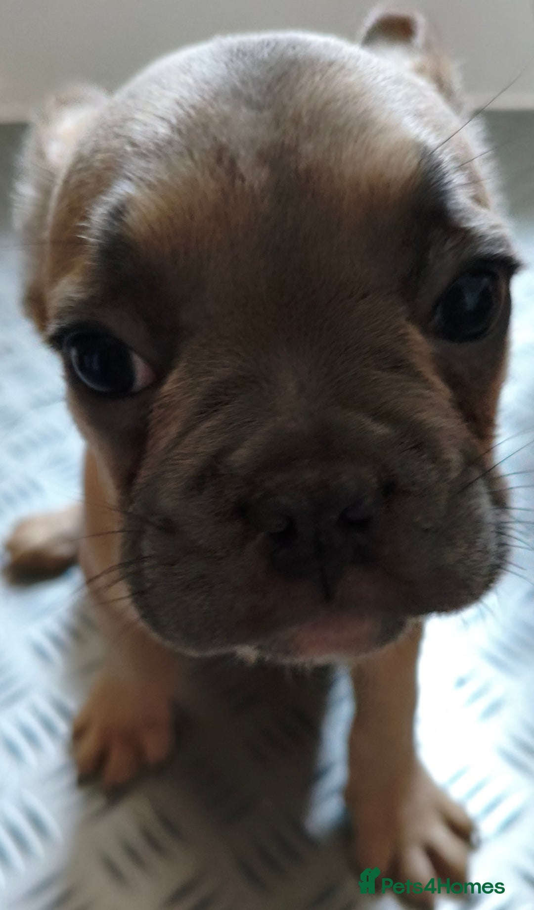 French Bulldog dogs for sale: French Bulldog Puppies looking for their home  - Advert 6