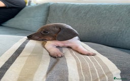 Miniature Dachshund dogs for sale: Micro mini dachshund  - Image 10