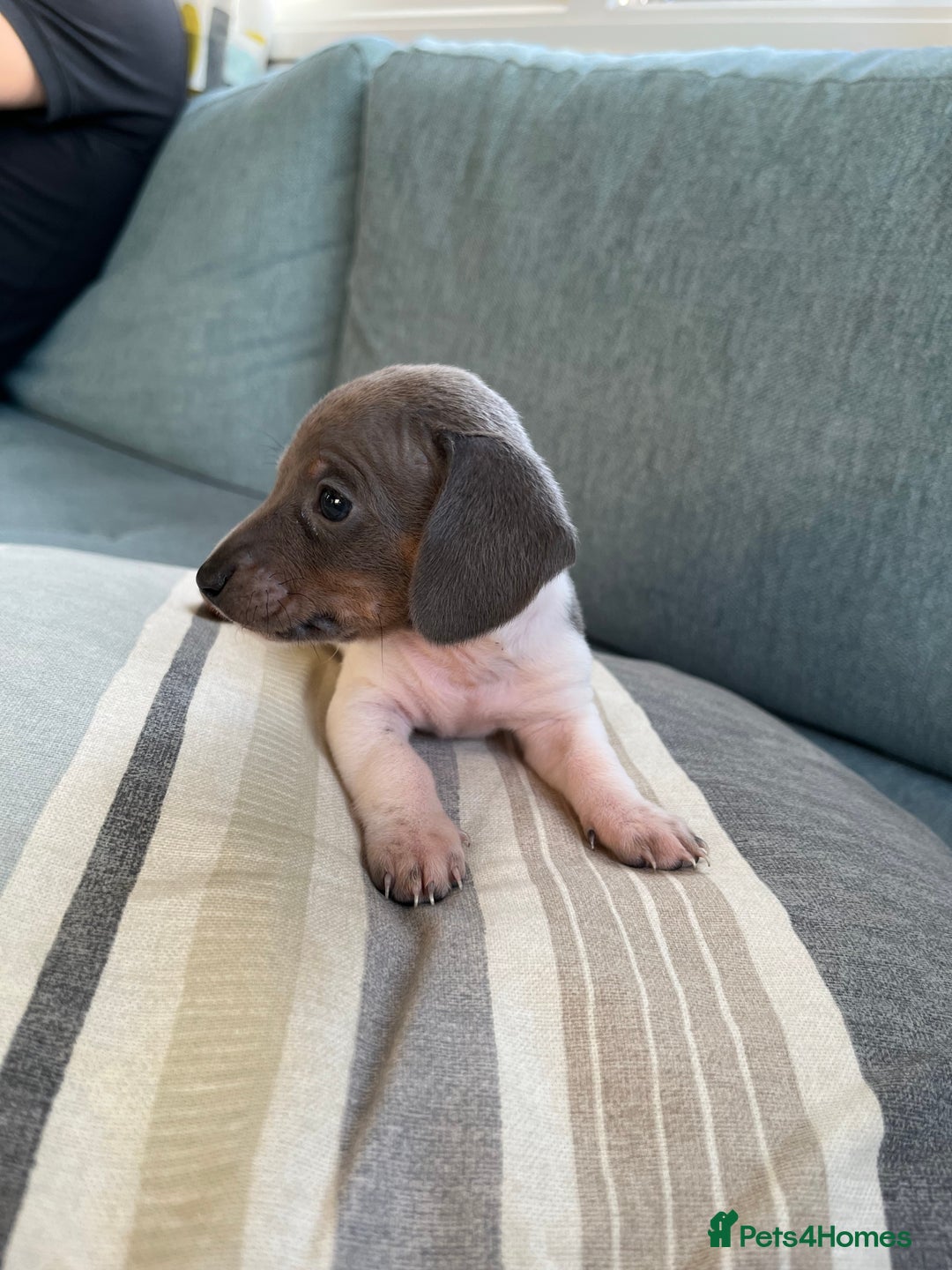 Miniature Dachshund dogs for sale: Micro mini dachshund  - Image 10