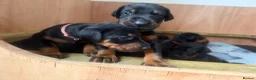 Dobermann dogs for sale: 2 girls left ❤️ Doberman Puppies - Advert 13