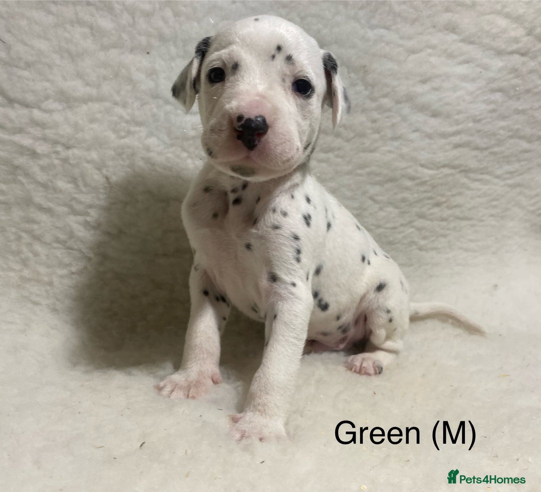 Dalmatian dogs for sale: Stunning KC dalmation puppies for sale! - Image 17