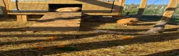 Chickens poultry for sale: Buff Orpington Young Cockerels  in Chesterfield - Advert 6