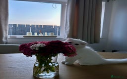 Scottish Fold cats for sale: Scottish Fold Long Hair White - Image 9