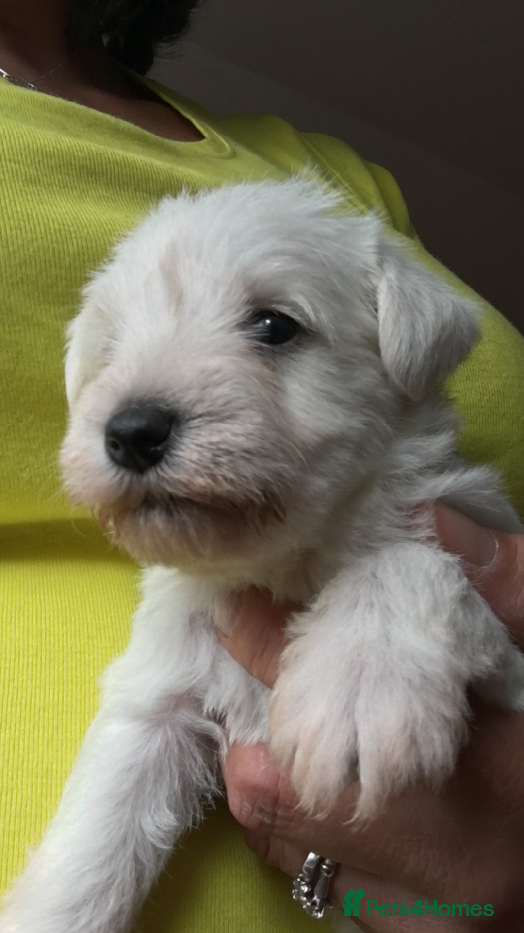 Miniature Schnauzer dogs for sale: 5*KC MINIATURE SCHNAUZER PUPPIES  - Advert 2