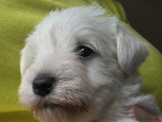 Miniature Schnauzer dogs 5*KC MINIATURE SCHNAUZER PUPPIES - Advert 1