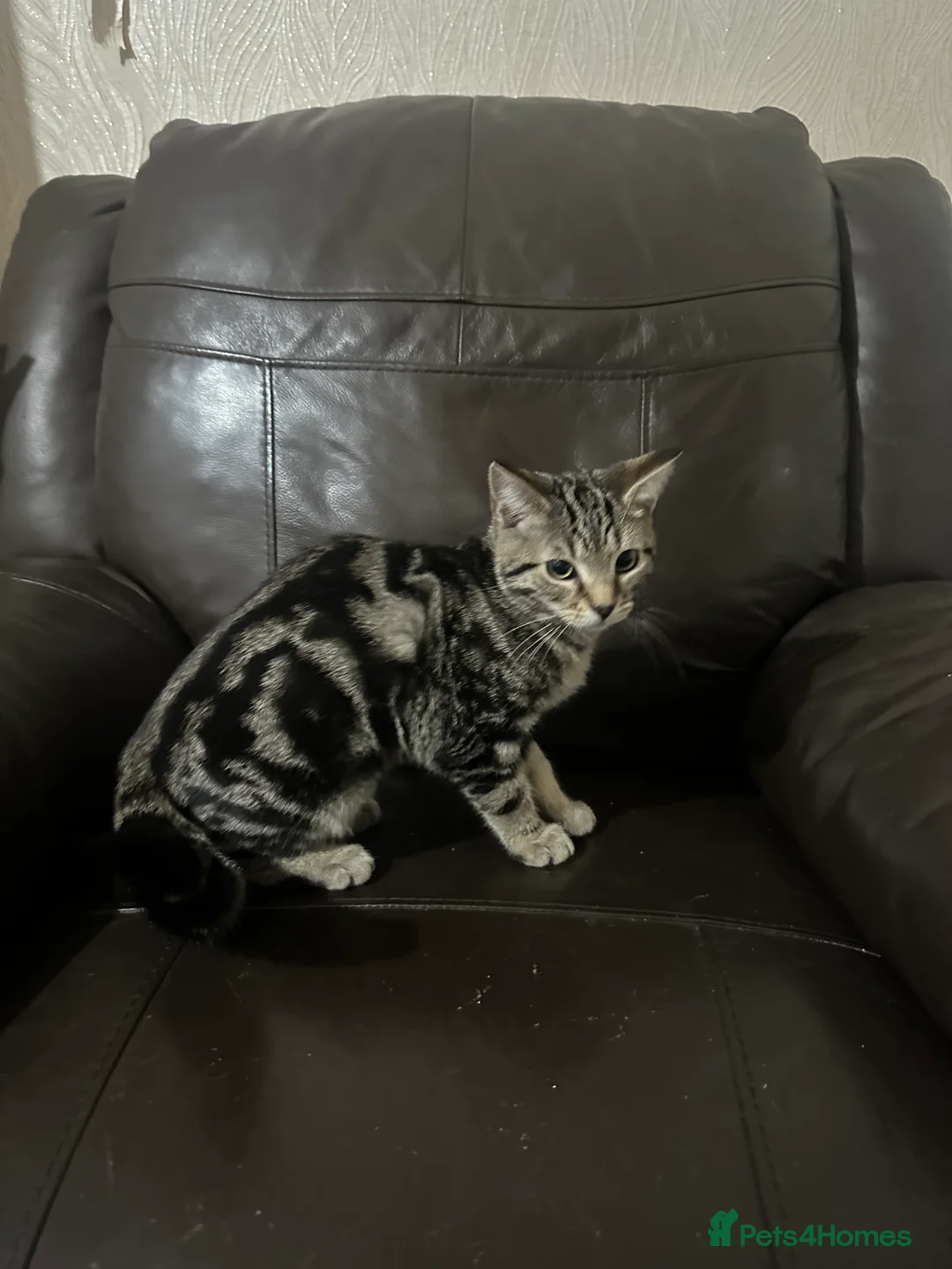 Mixed Breed cats for sale: 2 Handsome Kittens looking for their Forever Home - Advert 2