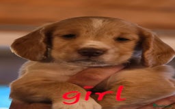 Cocker Spaniel dogs for sale: working cocker spaniel pups - Image 1